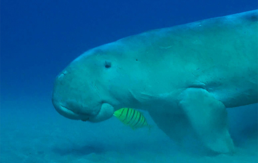 Cambodian Marine Mammal CP – Cambodja