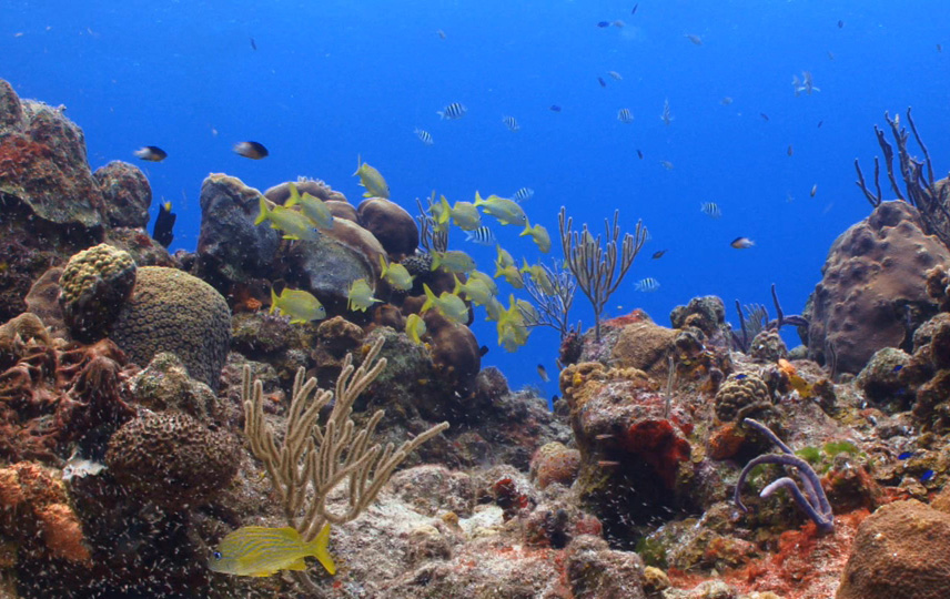 Coral Connect: Community Restoration  - Colombia