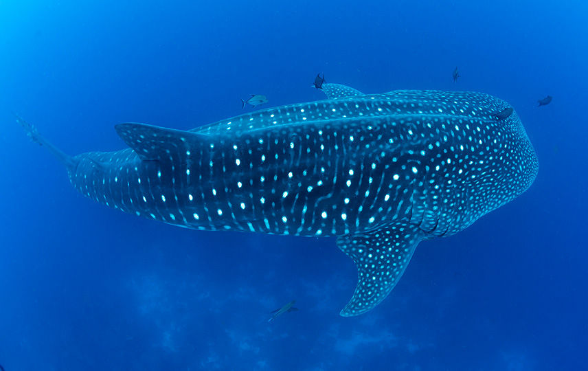 Galapagos Whale Shark Project - Ilhas Galápagos