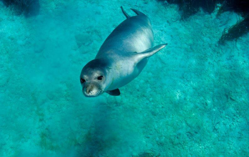 Mediterranean Monk Seals - Turquia