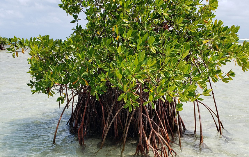 Plan Bee for Mangroves – Haiti