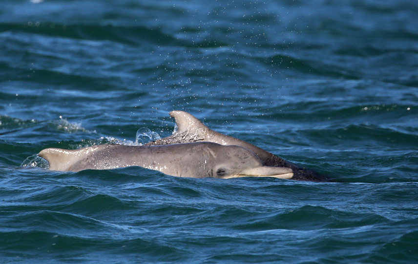 SWORD Indian Ocean Humpback Dolphins – África do Sul